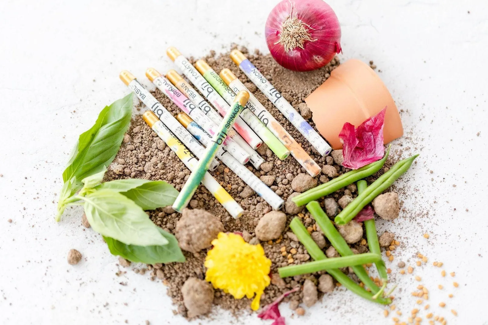 BĪJ mini colour pencils arranged on soil with red onion and beans
