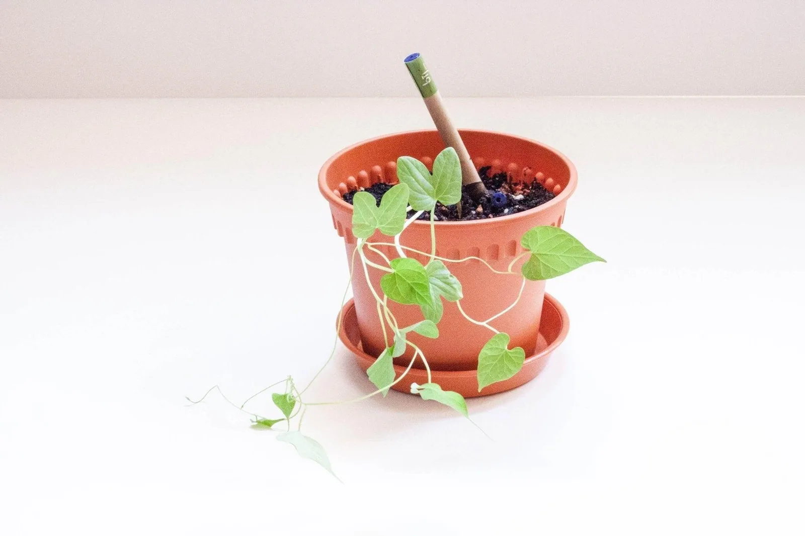 A BĪJ pen planted in a terracotta pot with a morning glory vine growing from it